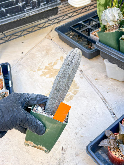 Euphorb abdelkuri Balf.f. (Orange) | Imported Plant