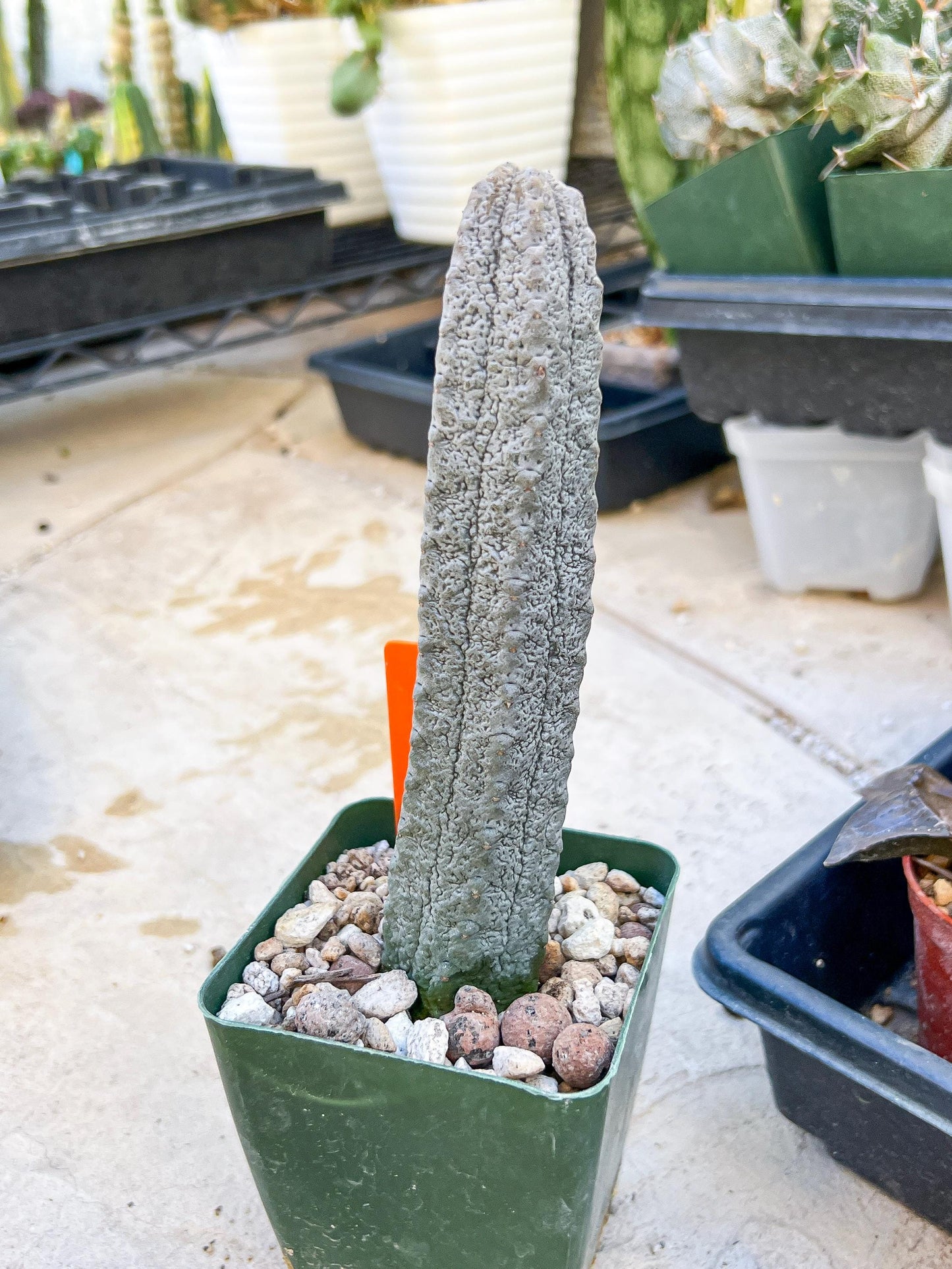 Euphorb abdelkuri Balf.f. (Orange) | Imported Plant