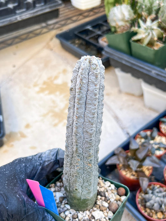 Euphorb abdelkuri Balf.f. (Pink/Blue) | Imported Plant