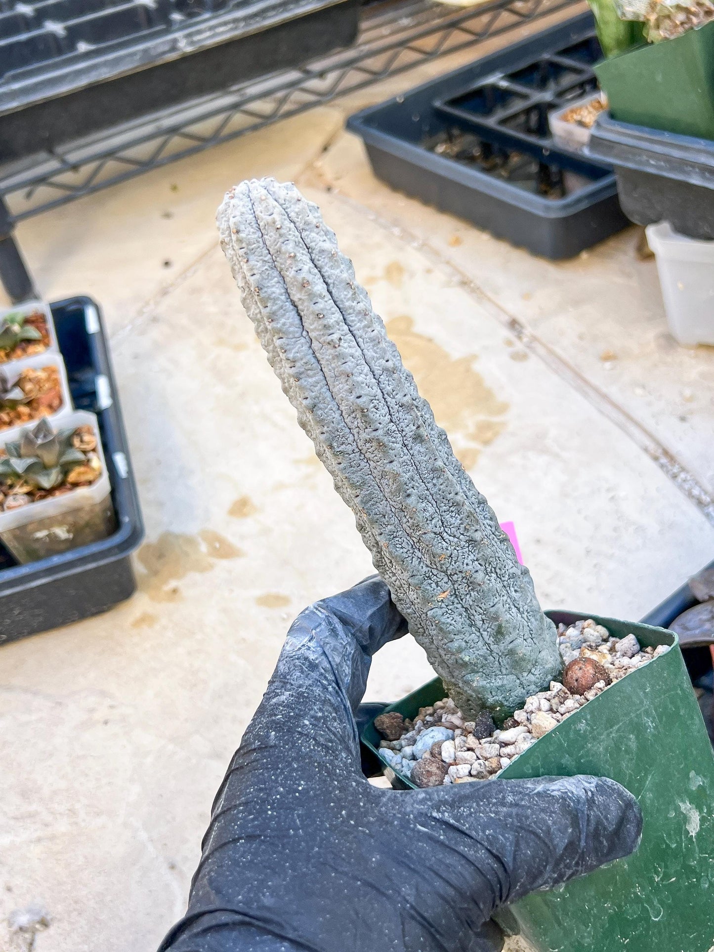 Euphorb abdelkuri Balf.f. (Pink/Blue) | Imported Plant