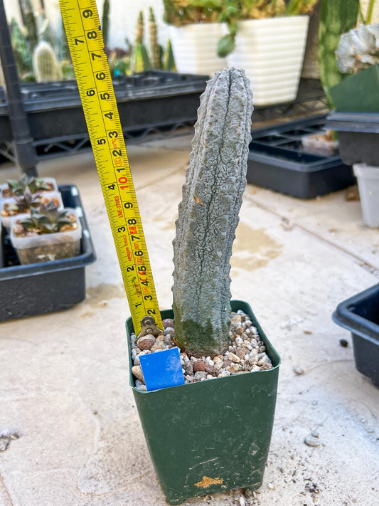 Euphorb abdelkuri Balf.f. (BLUE) | Imported Plant