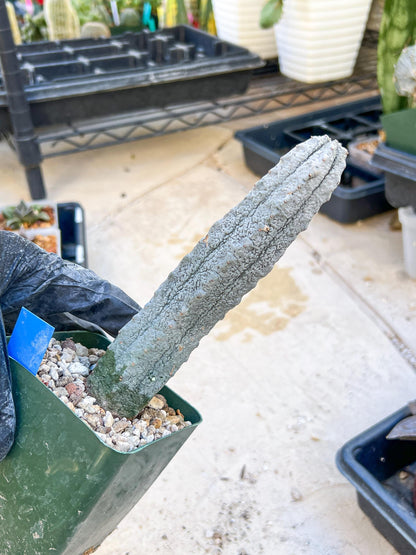 Euphorb abdelkuri Balf.f. (BLUE) | Imported Plant