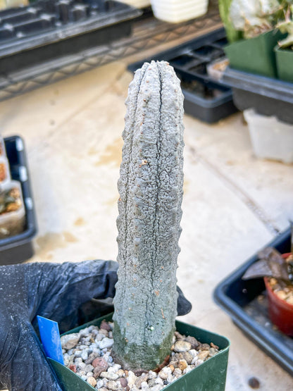 Euphorb abdelkuri Balf.f. (BLUE) | Imported Plant