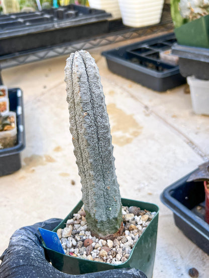 Euphorb abdelkuri Balf.f. (BLUE) | Imported Plant