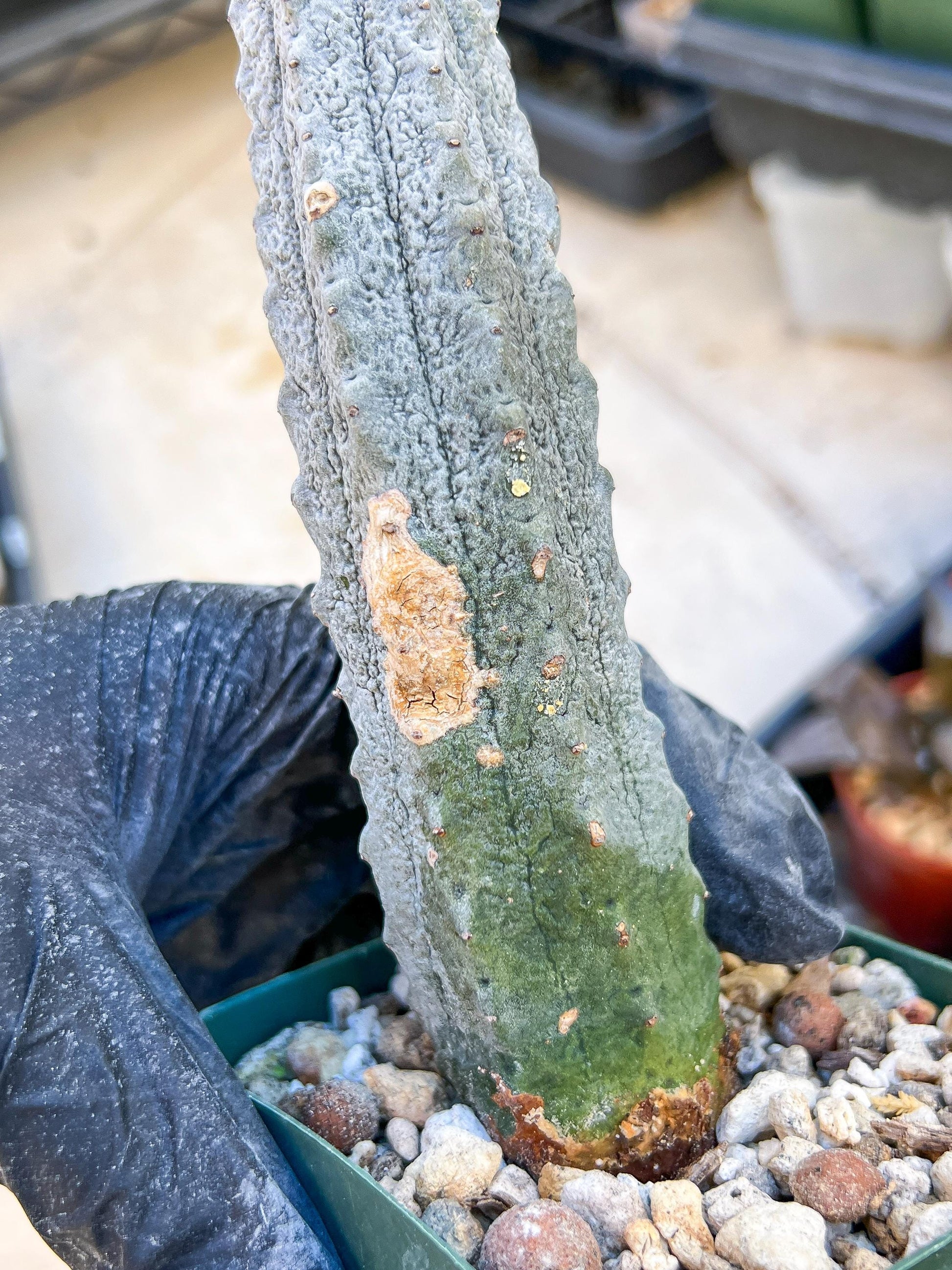 Euphorb abdelkuri Balf.f. (BLUE) | Imported Plant