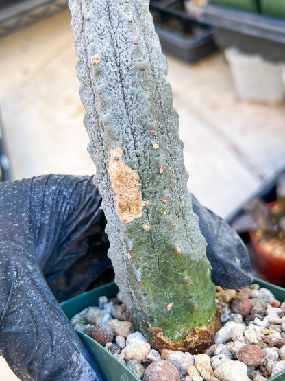 Euphorb abdelkuri Balf.f. (BLUE) | Imported Plant