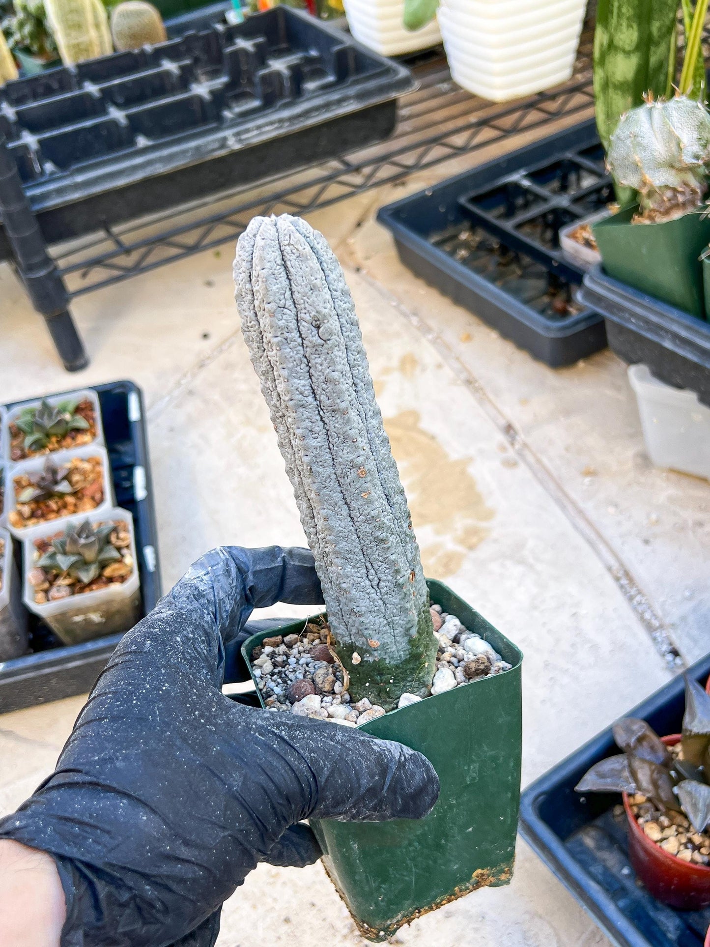 Euphorb abdelkuri Balf.f. (Yellow) | Imported Plant