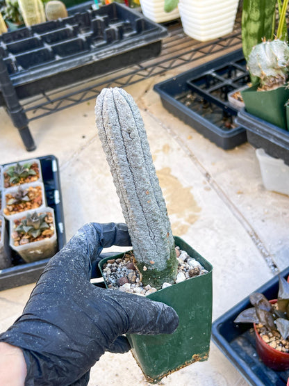 Euphorb abdelkuri Balf.f. (Yellow) | Imported Plant