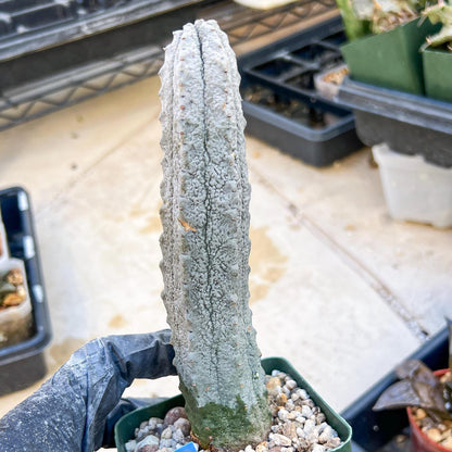 Euphorb abdelkuri Balf.f. (BLUE) | Imported Plant