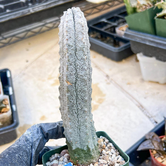 Euphorb abdelkuri Balf.f. (BLUE) | Imported Plant