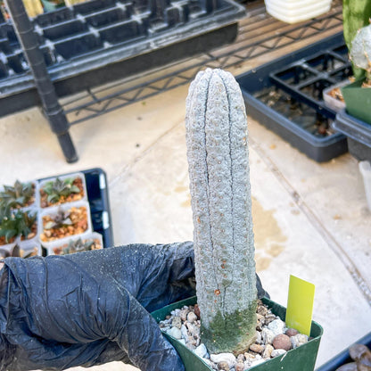 Euphorb abdelkuri Balf.f. (Yellow) | Imported Plant