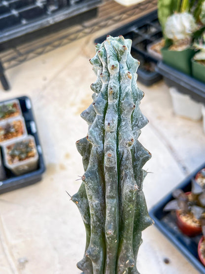 Stenocereus Beneckei (Red) | White Cactus