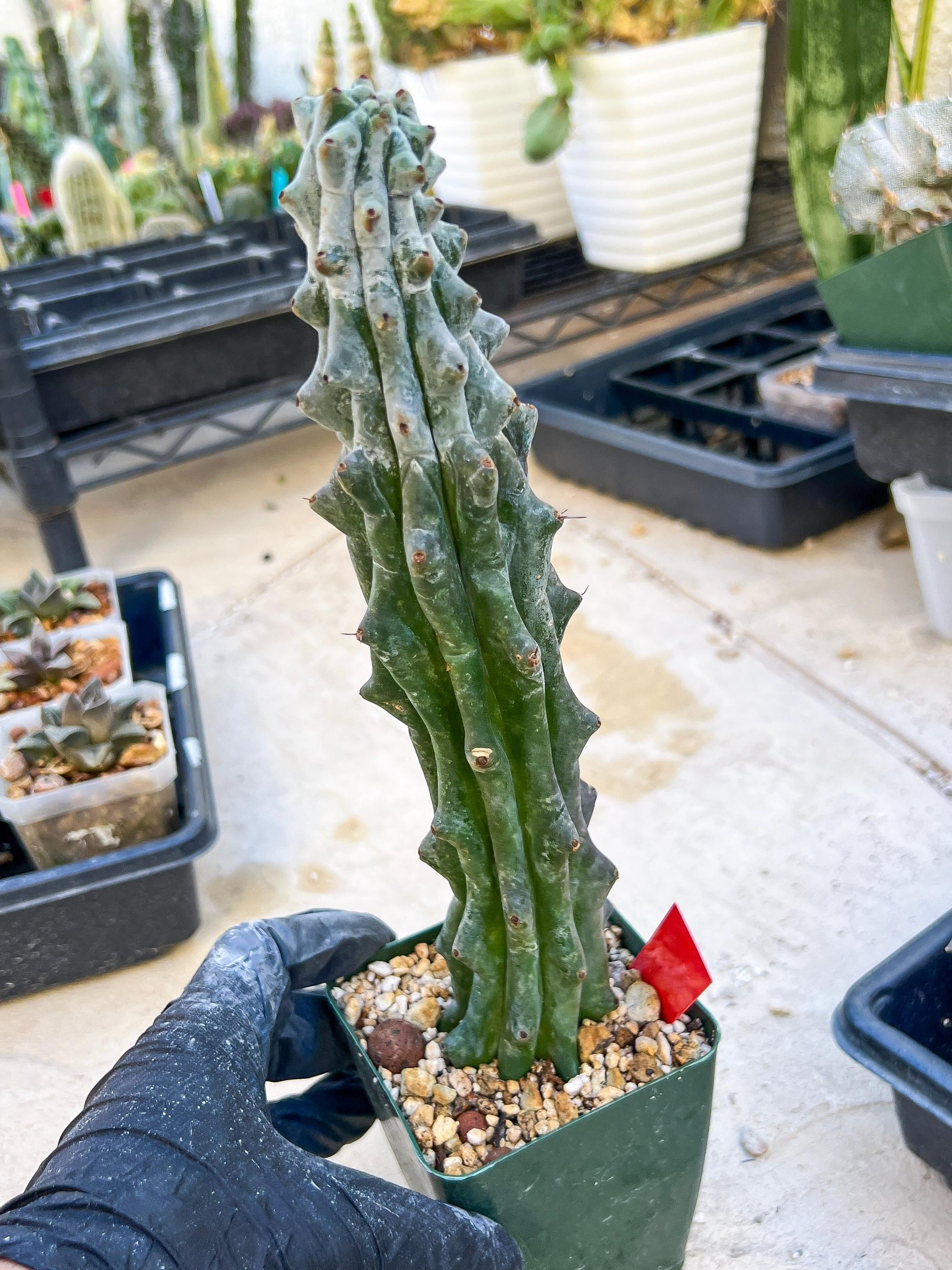 Stenocereus Beneckei (Red) | White Cactus