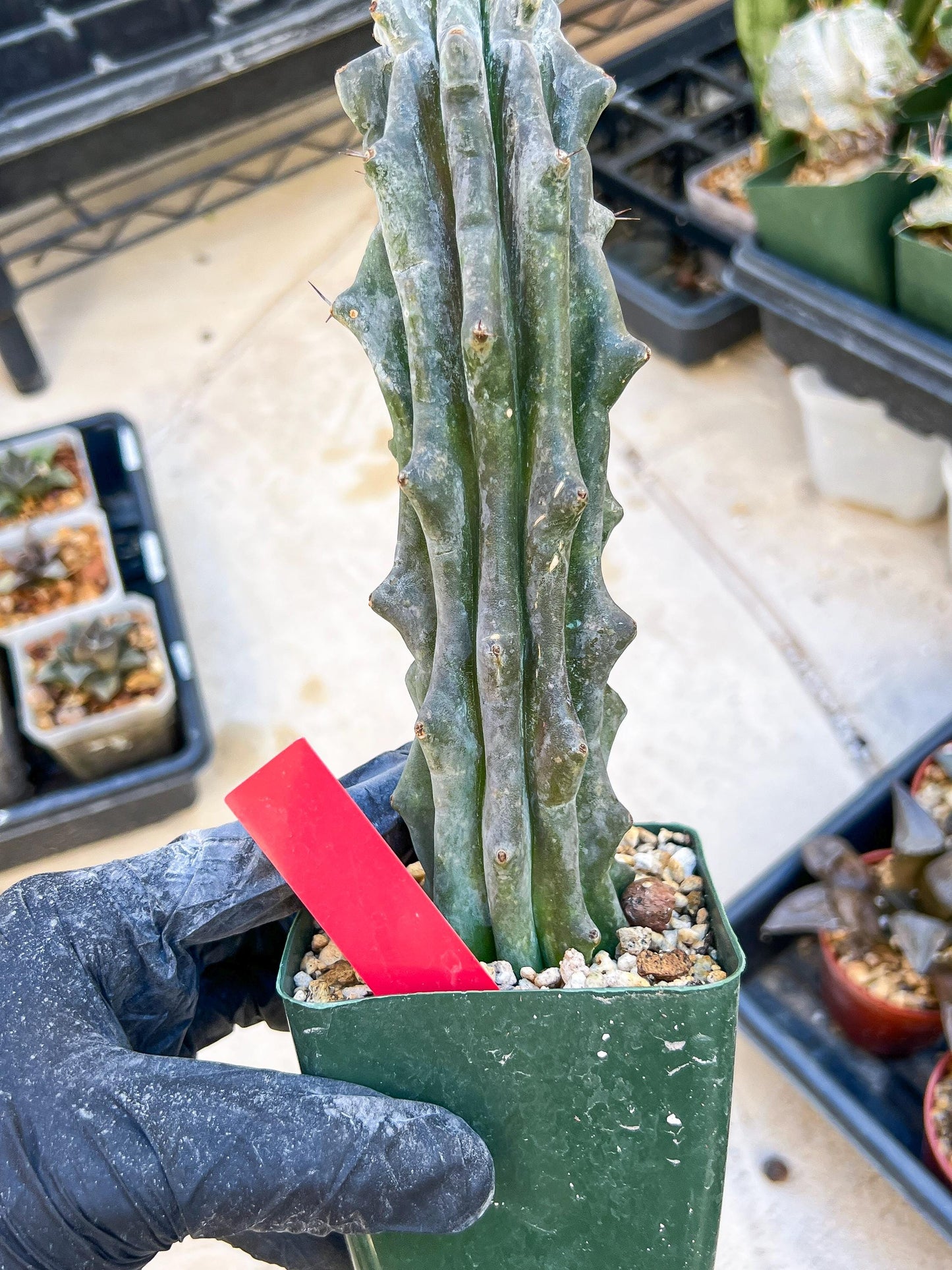 Stenocereus Beneckei (Red) | White Cactus