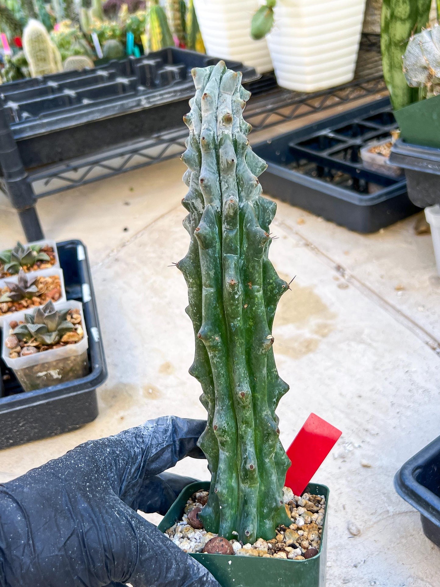Stenocereus Beneckei (Red) | White Cactus