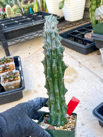 Stenocereus Beneckei (Red) | White Cactus