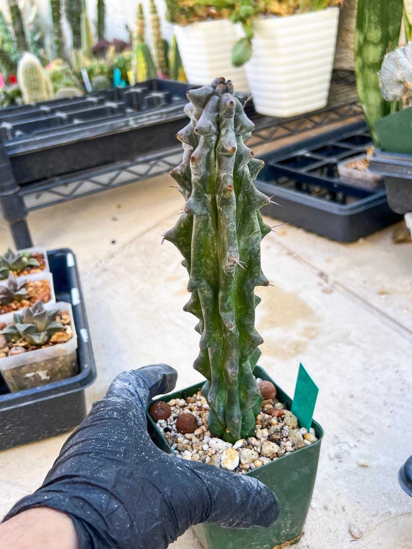 Stenocereus Beneckei | White Cactus | Rare Imported Plants