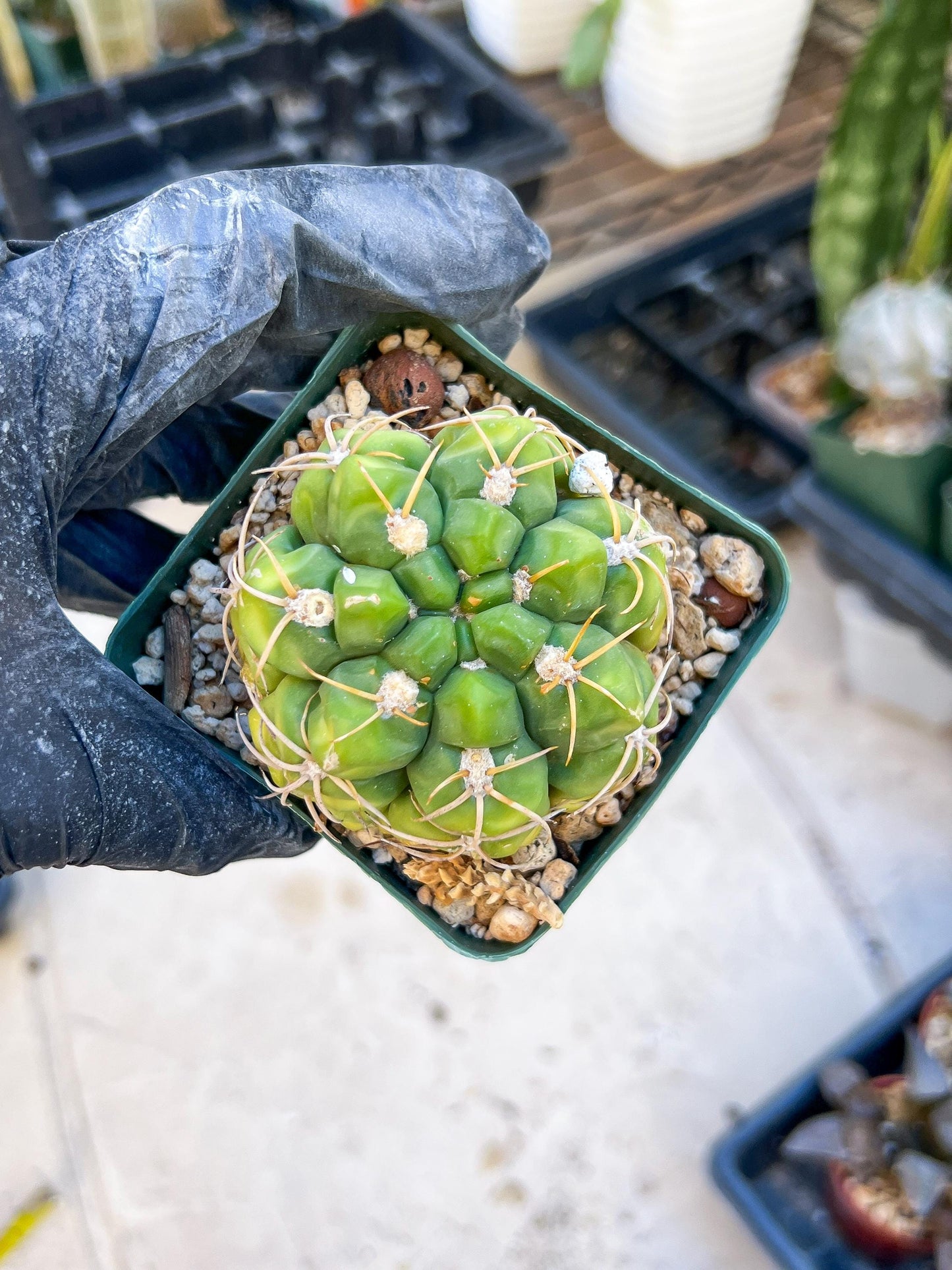 Giant Gymnocalycium Horstii (#V2) | Live cactus | 3.6inch Wide