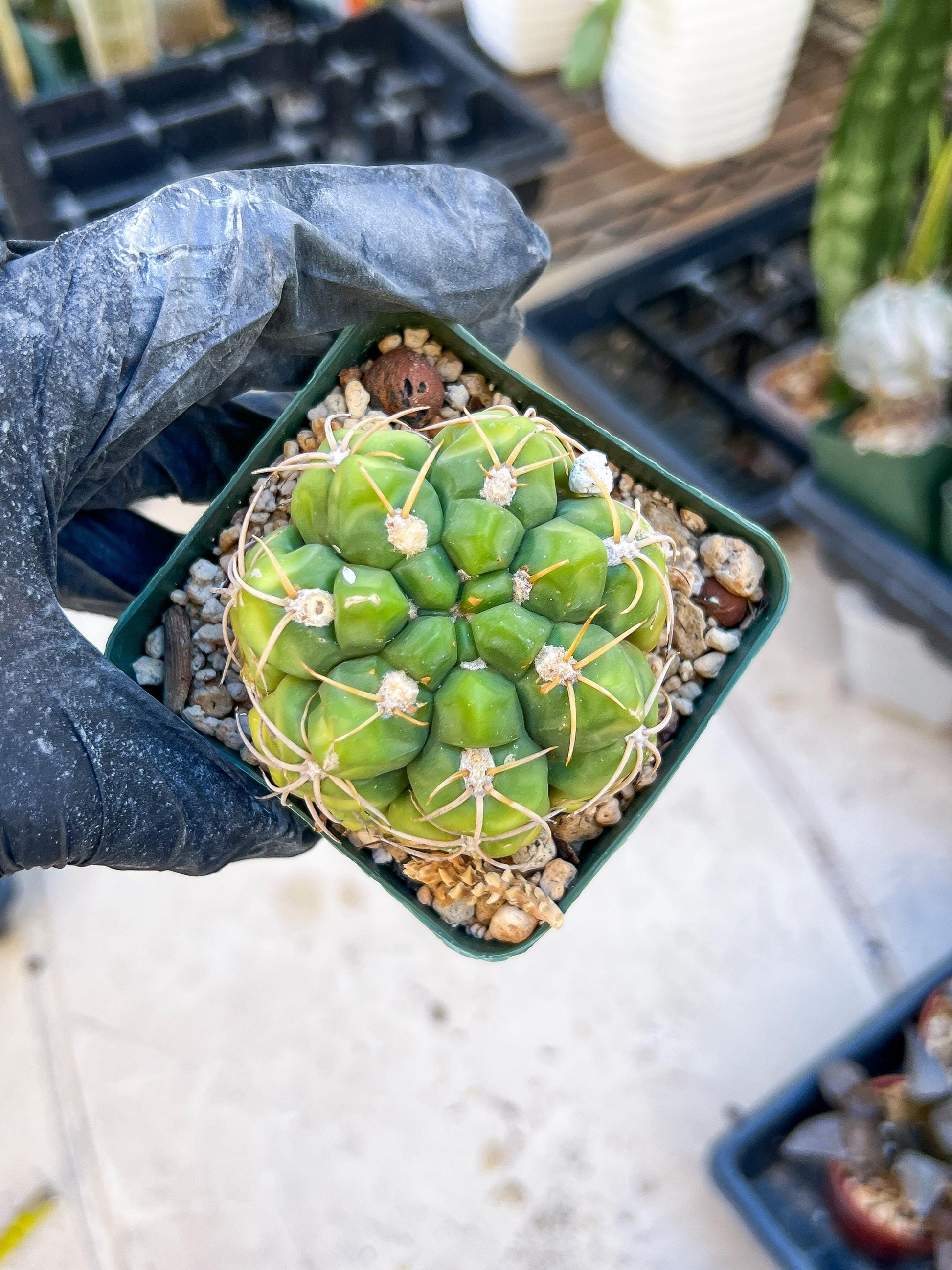 Giant Gymnocalycium Horstii (#V2) | Live cactus | 3.6inch Wide