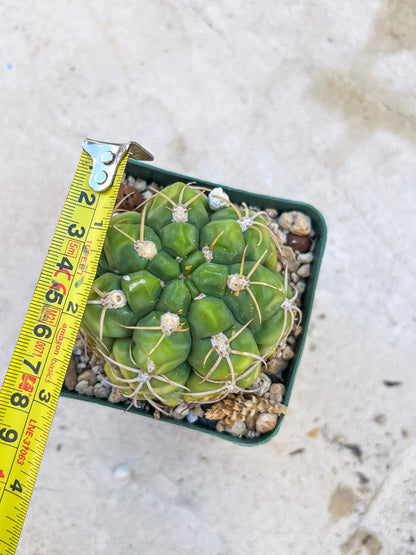 Giant Gymnocalycium Horstii (#V2) | Live cactus | 3.6inch Wide