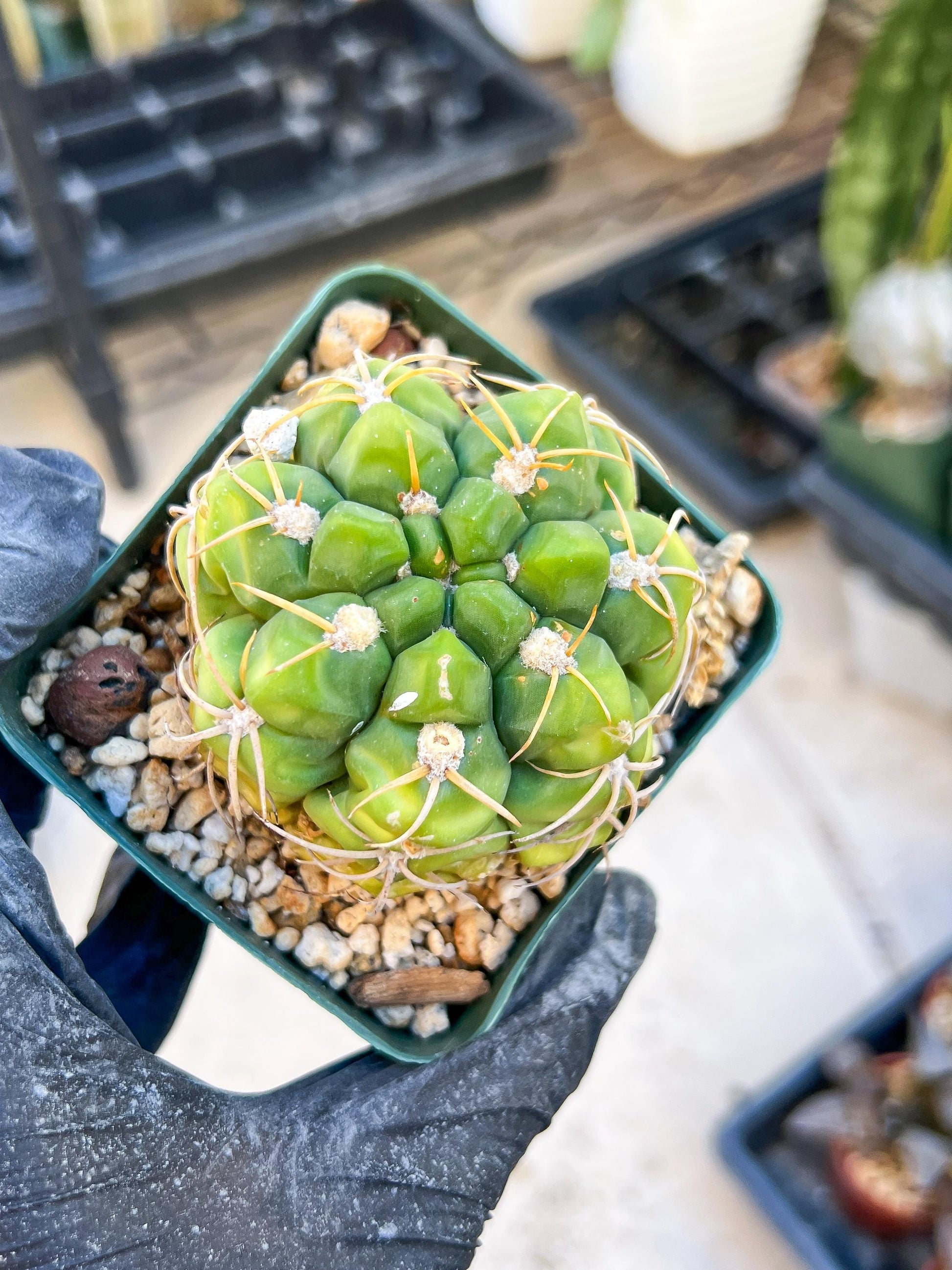 Giant Gymnocalycium Horstii (#V2) | Live cactus | 3.6inch Wide