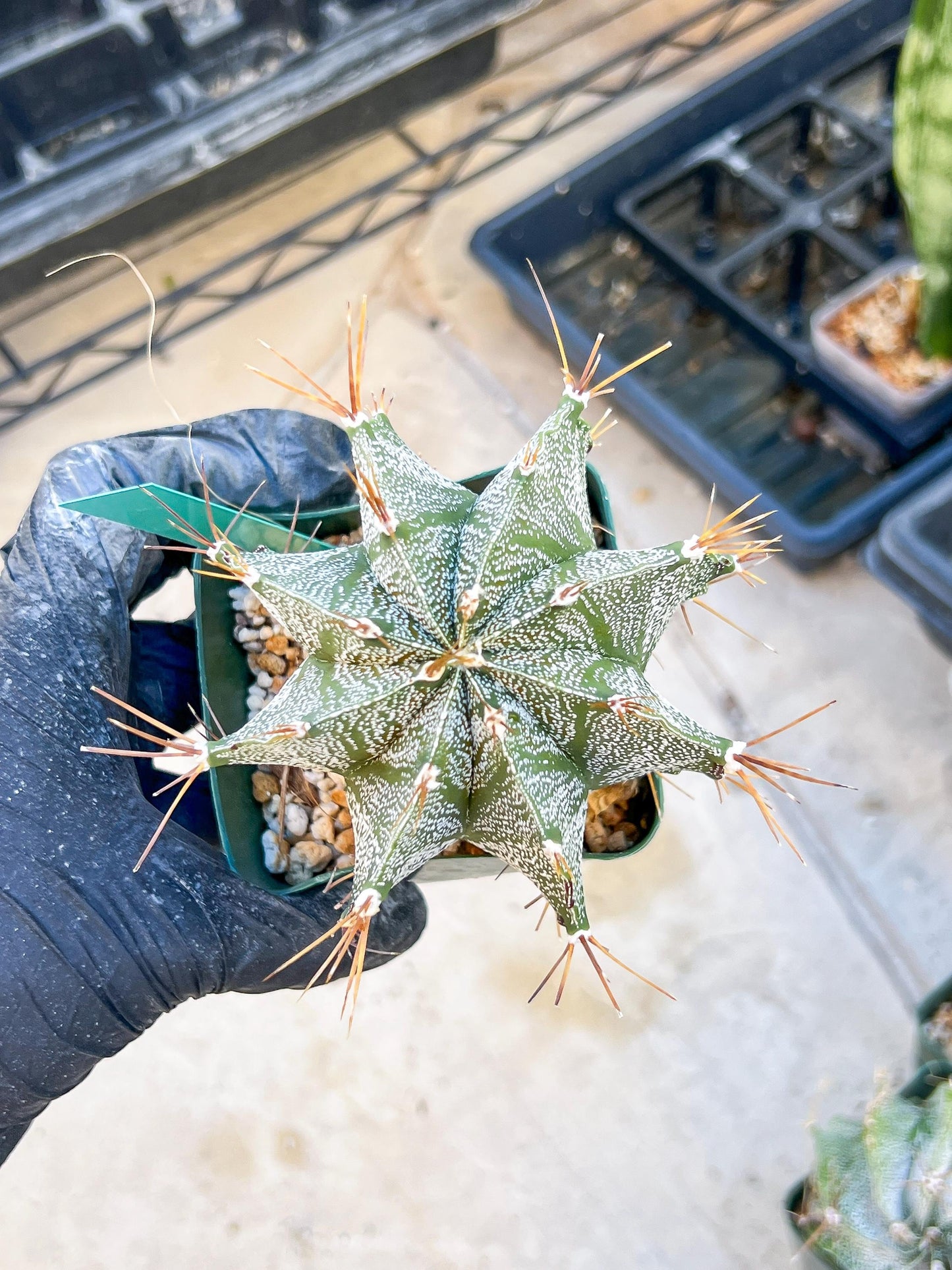 Large Ornatum Cactus | Imported Cactus | Rare Succulent