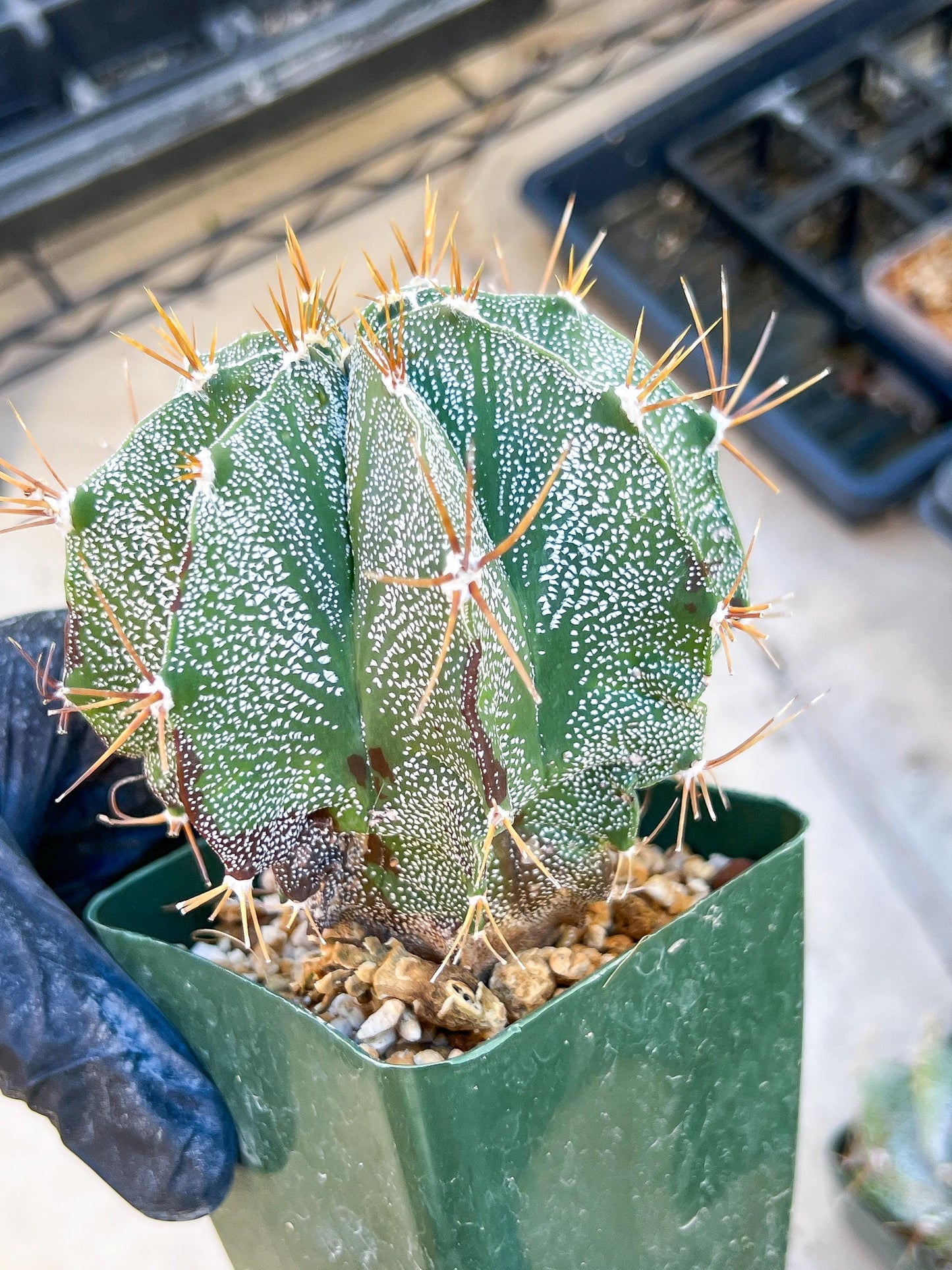 Large Ornatum Cactus | Imported Cactus | Rare Succulent