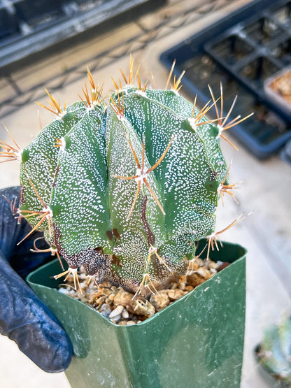 Large Ornatum Cactus | Imported Cactus | Rare Succulent