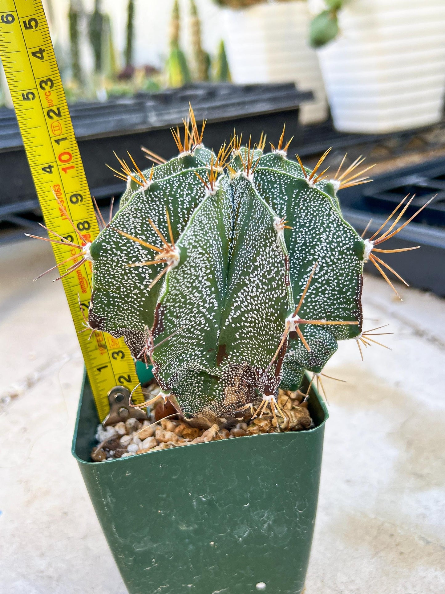 Large Ornatum Cactus | Imported Cactus | Rare Succulent