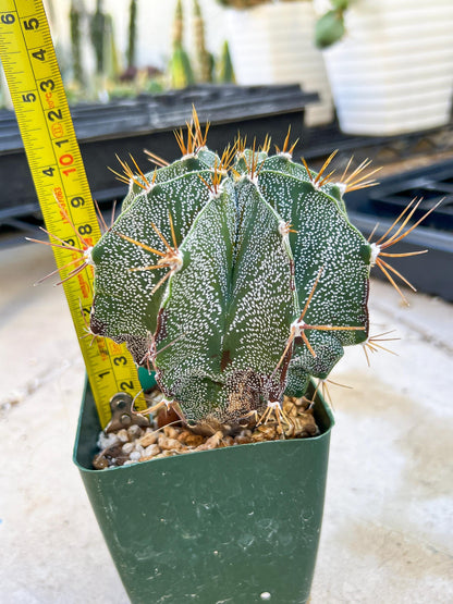 Large Ornatum Cactus | Imported Cactus | Rare Succulent