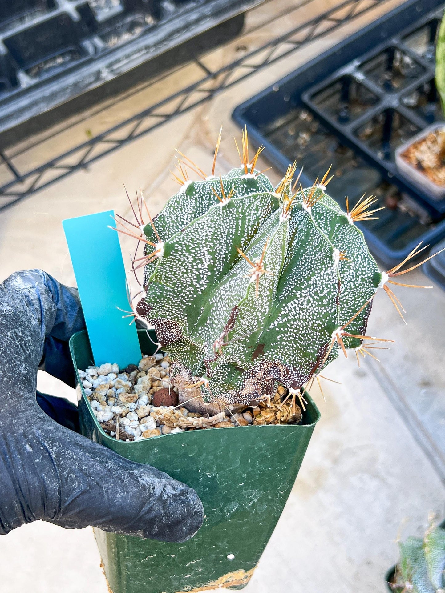 Large Ornatum Cactus | Imported Cactus | Rare Succulent