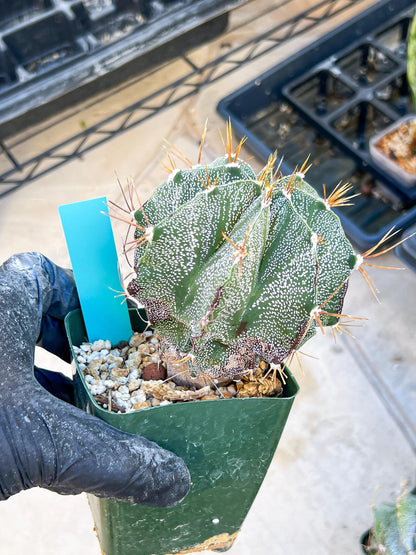 Large Ornatum Cactus | Imported Cactus | Rare Succulent
