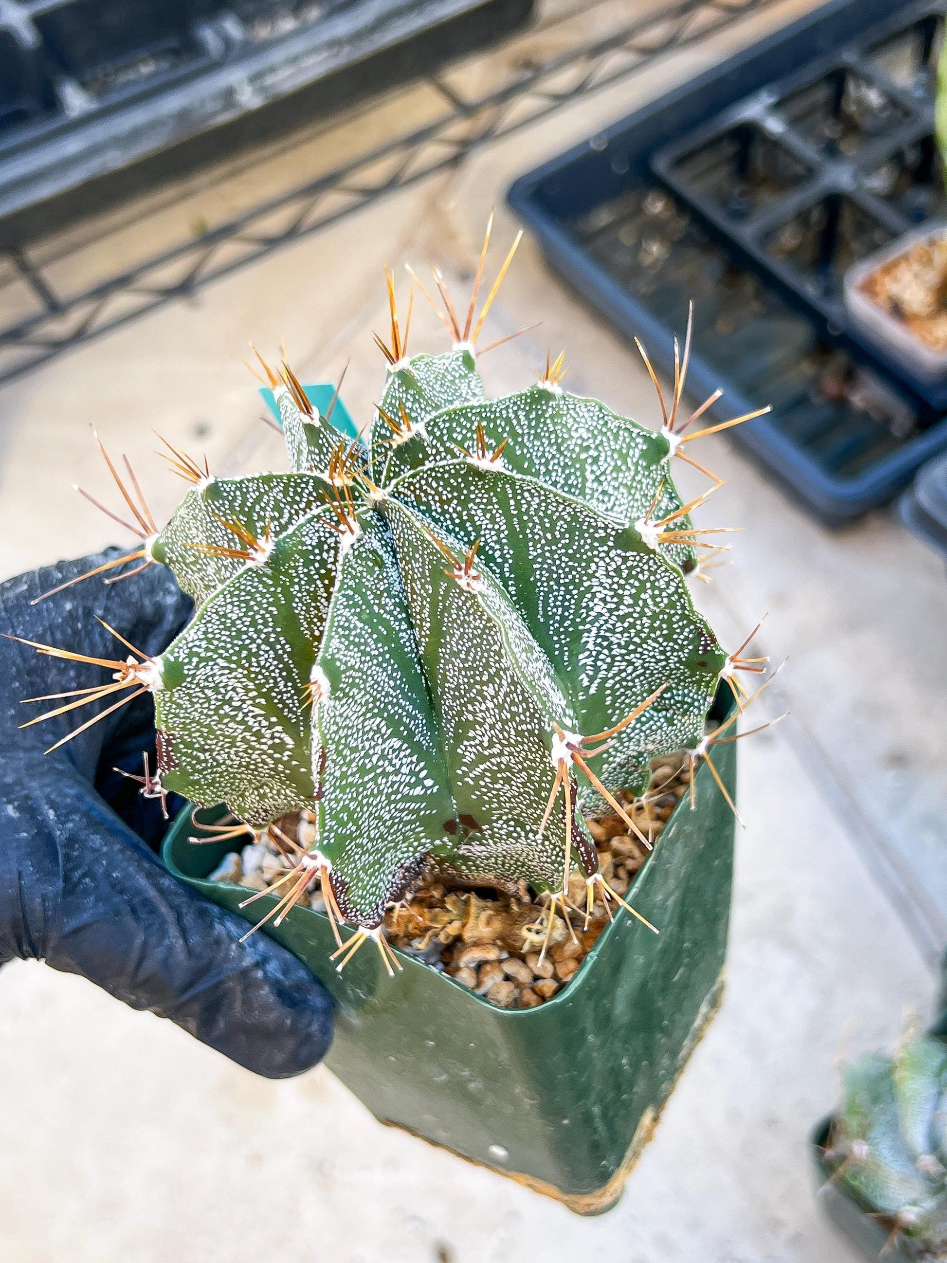 Large Ornatum Cactus | Imported Cactus | Rare Succulent