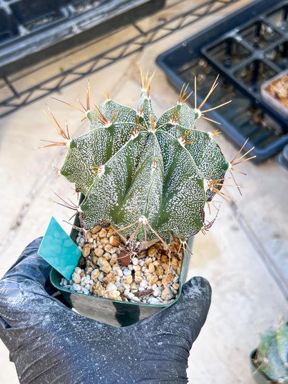 Large Ornatum Cactus | Imported Cactus | Rare Succulent