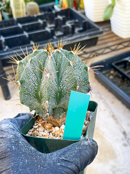 Large Ornatum Cactus | Imported Cactus | Rare Succulent