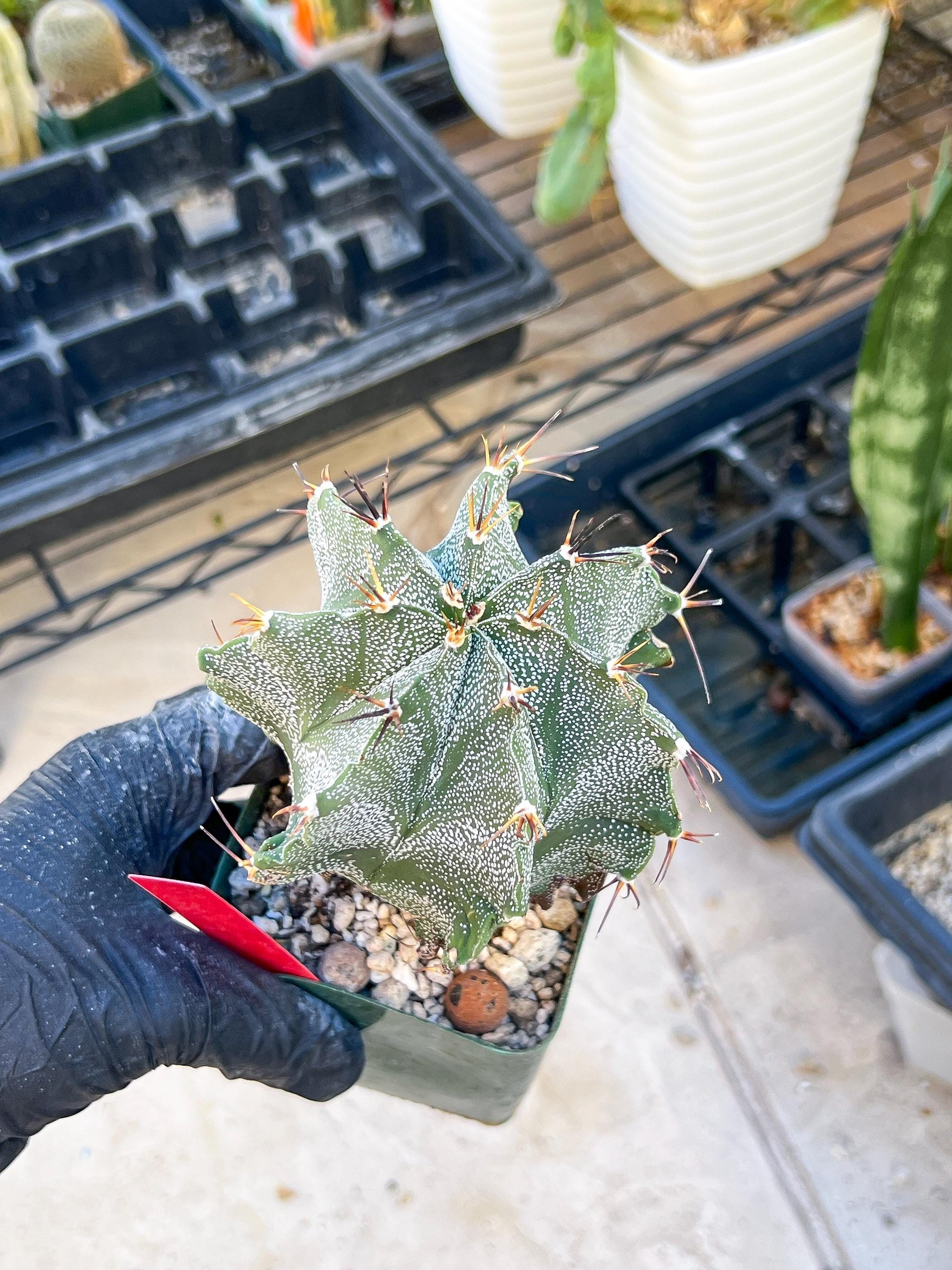 Large Ornatum Cactus (red) | Imported Cactus
