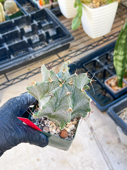 Large Ornatum Cactus (red) | Imported Cactus