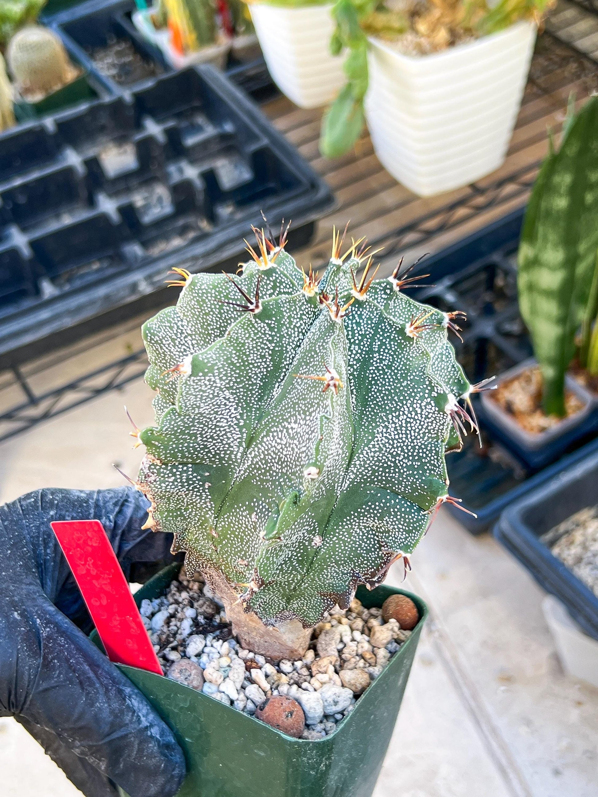 Large Ornatum Cactus (red) | Imported Cactus