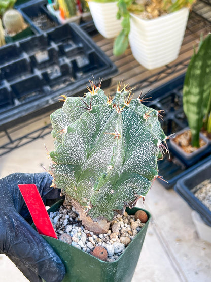 Large Ornatum Cactus (red) | Imported Cactus