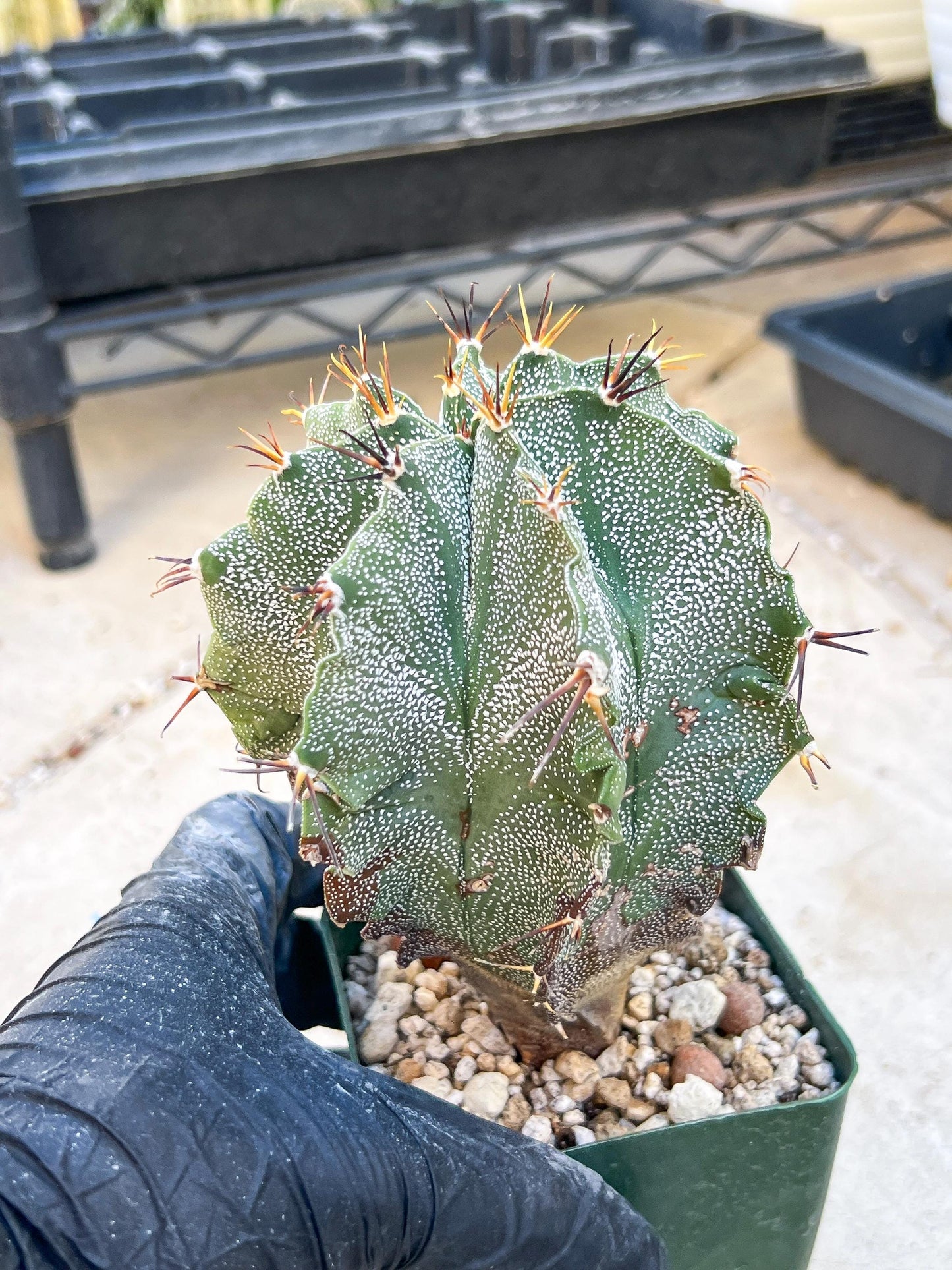 Large Ornatum Cactus (red) | Imported Cactus