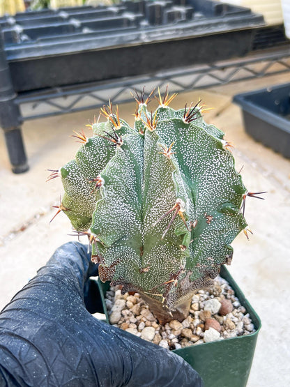 Large Ornatum Cactus (red) | Imported Cactus