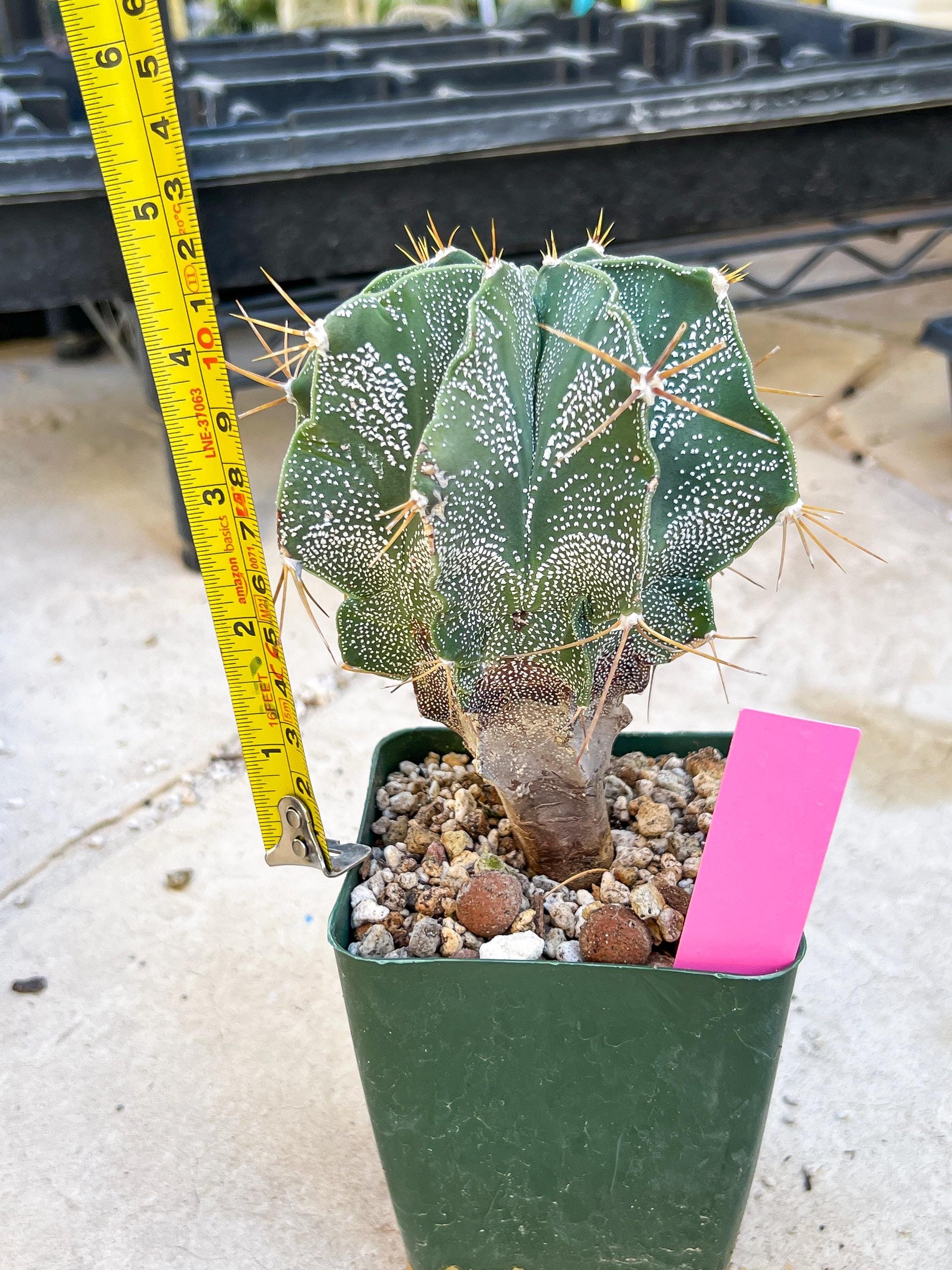 Large Ornatum Cactus (Pink) | Rare Succulent