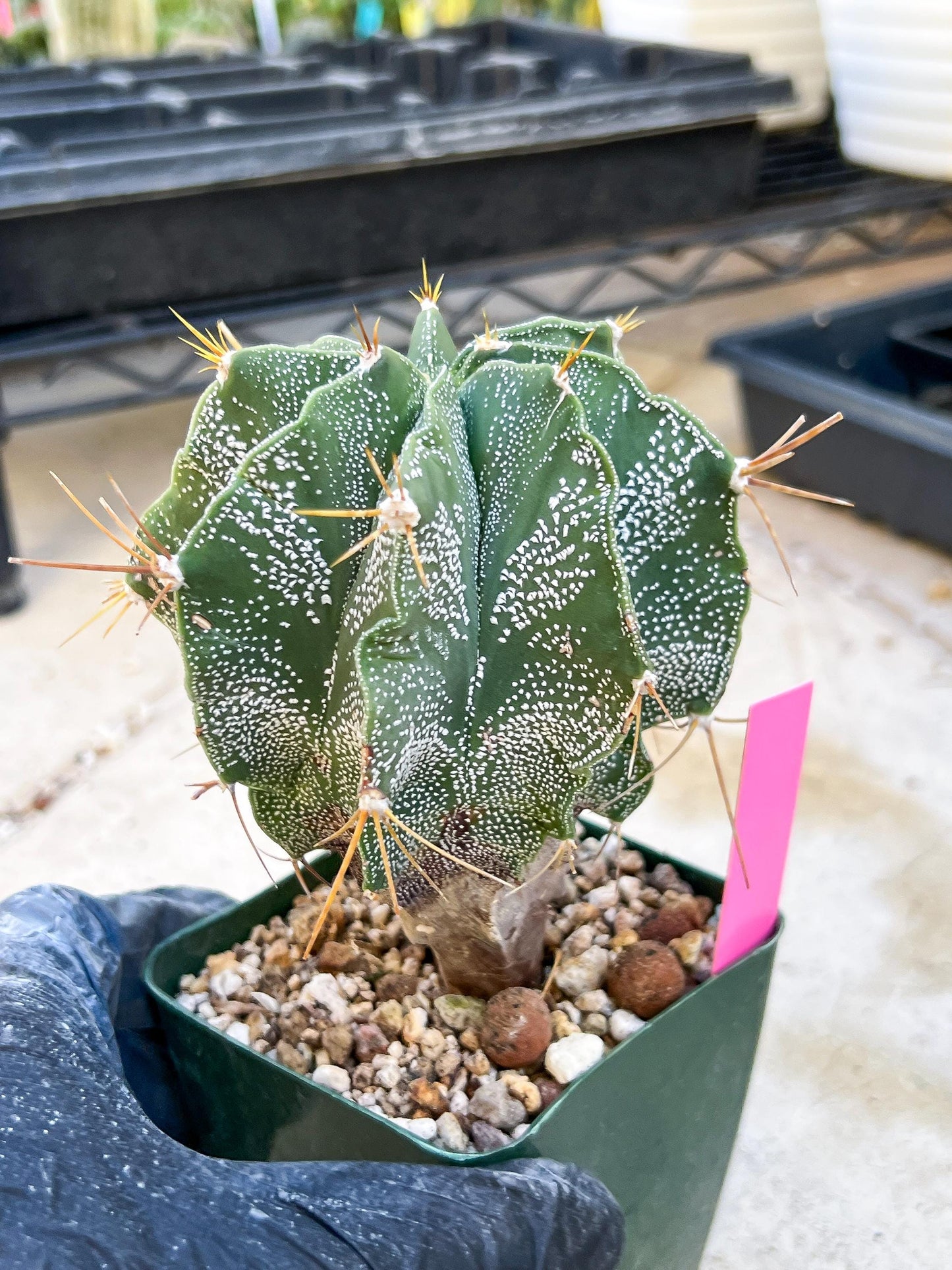 Large Ornatum Cactus (Pink) | Rare Succulent