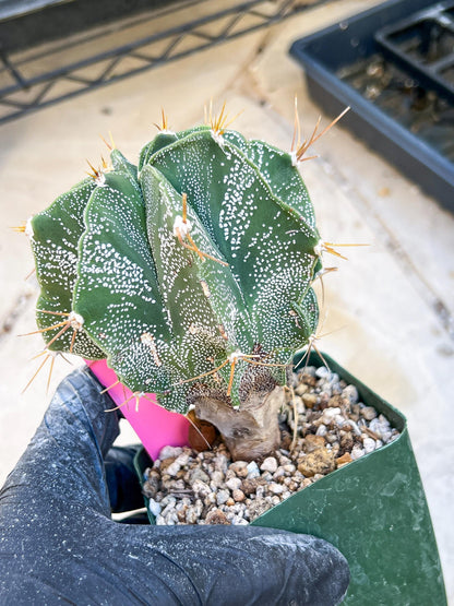 Large Ornatum Cactus (Pink) | Rare Succulent