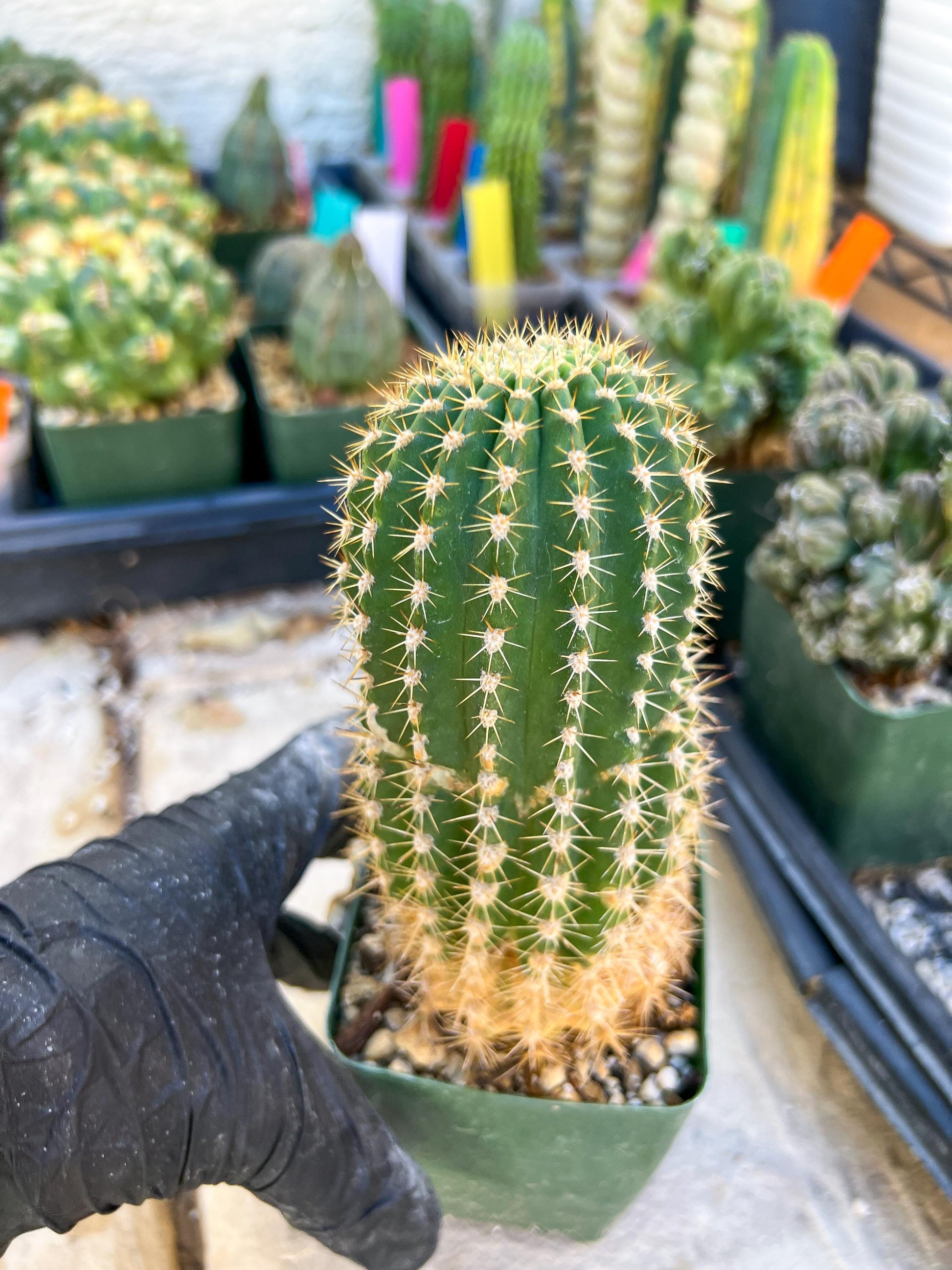 Mystery Cactus #1