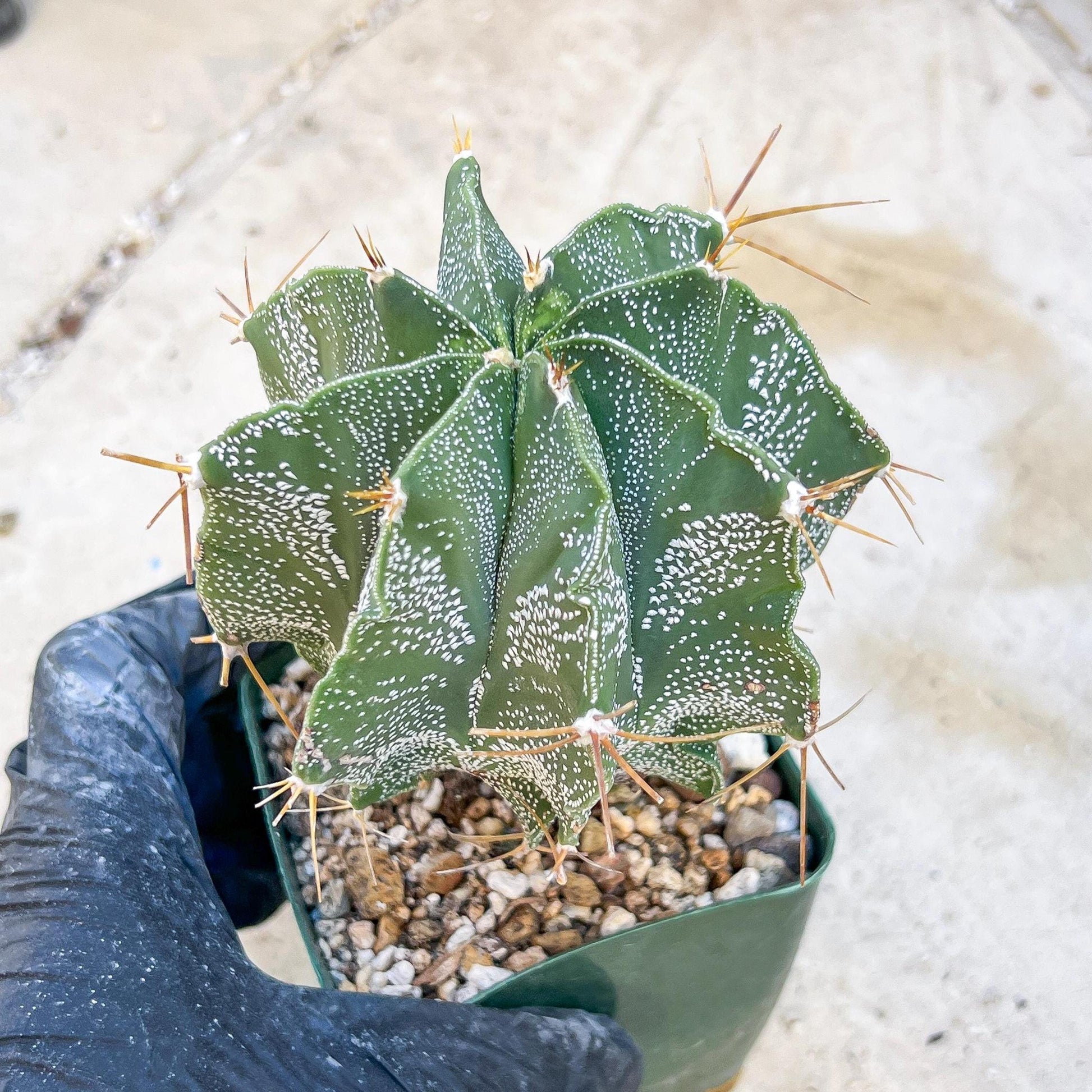 Large Ornatum Cactus (Pink) | Rare Succulent