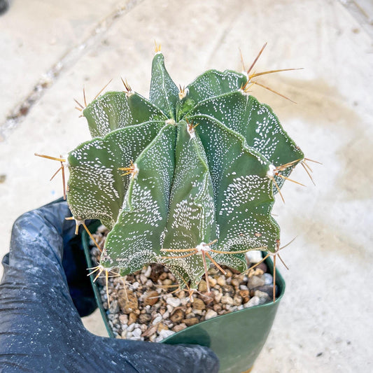 Large Ornatum Cactus (Pink) | Rare Succulent