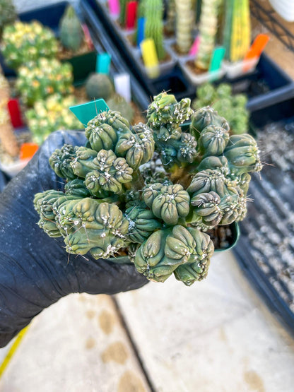 Mystery Cactus (Green)