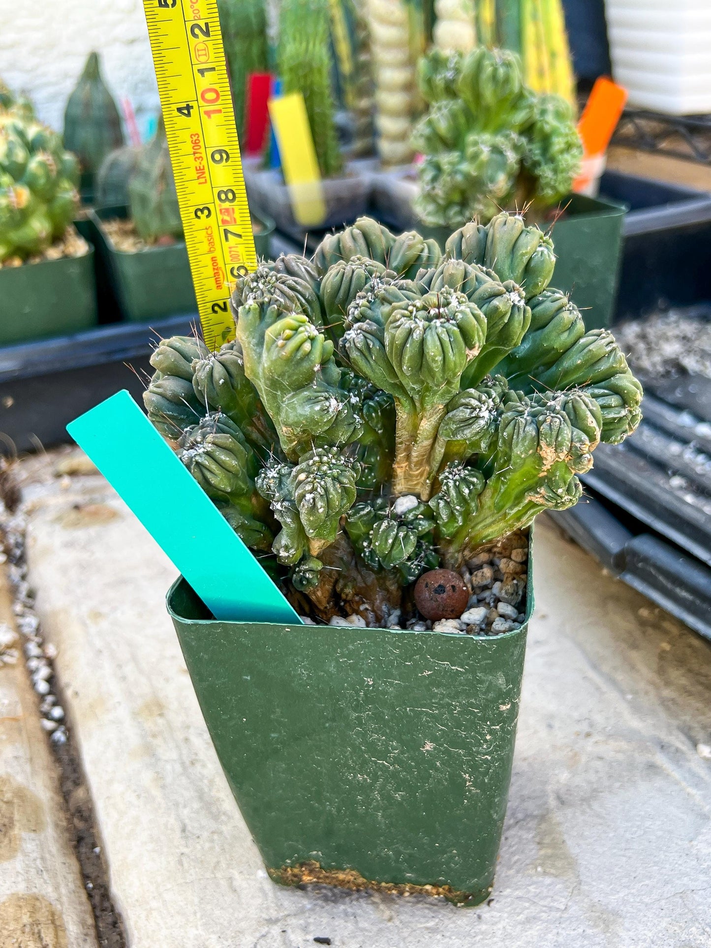 Mystery Cactus (Green)