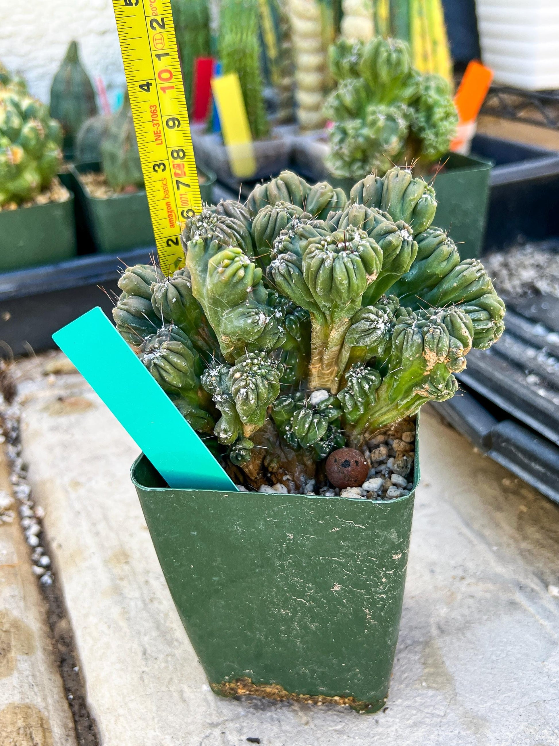 Mystery Cactus (Green)